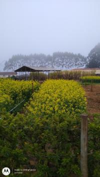 Área Experimental da Agronomia - nomondo